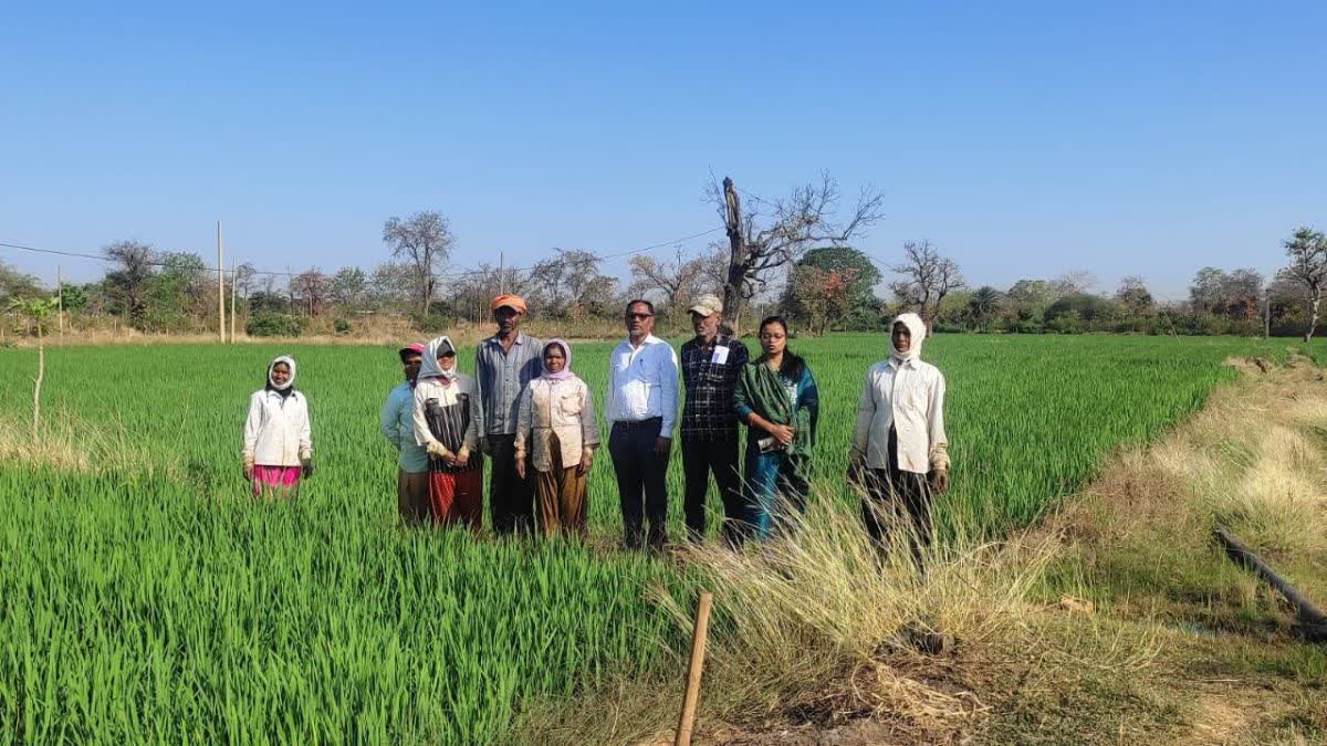 धमतरी में अफीम खेती पर प्रशासन सख्त: व्यापक सर्वे में नहीं मिला अवैध फसल का कोई प्रमाण