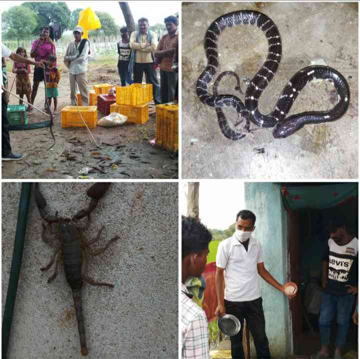 बिच्छू के दंश में आने से बची मासूम , सर्पदंश से परिवार के एक सदस्य की हो चुकी है मौत ।