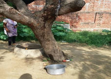 पेड़ से निकल रहा दूध, बना लोगों की आस्था का केंद्र