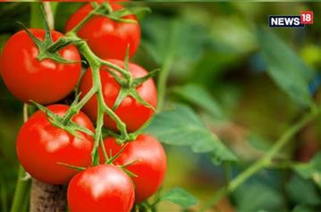 सब्जियों का शहंशाह बना टमाटर, टमाटर की कीमत ने छुआ आसमान, किसान सड़कों पर टमाटर फेंकने को मजबूर