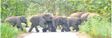 महासमुंद में हाथियों के उत्पात से भागे ग्रामीण, दो को कुचलकर मार डाला 
