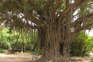 पेड़ के नीचे बैठकर करते हैं लंच