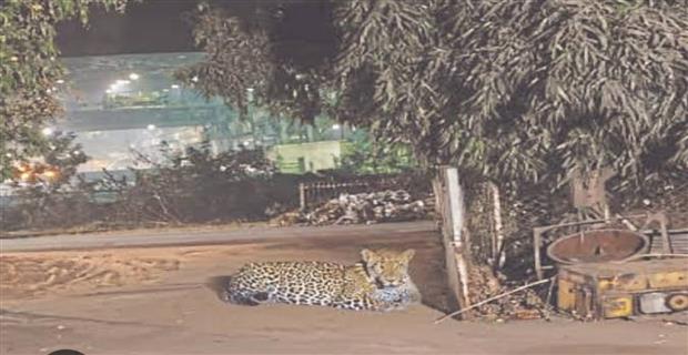 दल्लीराजहरा से ट्रेन में बैठकर भिलाई पहुंचा तेंदुआ