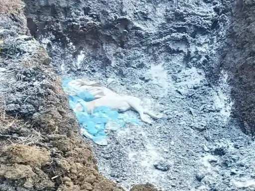 मुड़पार में अफ्रीकी स्वाइन फीवर का कहर: 21 गांव और 5 वार्ड 6 महीने के लिए संक्रमित जोन घोषित