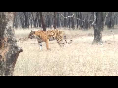 दुर्ग के अंडा थाना क्षेत्र के ग्राम अछोटी में देखा गया बाघ, ग्रामीणों में दहशत का माहौल